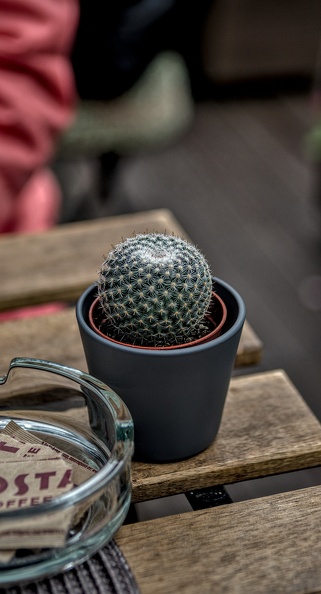 cactus 2023.01_dt.jpg