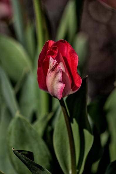 la tulipes 2024.03_dt.jpg
