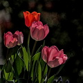 la tulipes 2024.04 dt