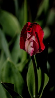 la tulipes 2024.06 dt