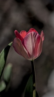 la tulipes 2024.07 dt