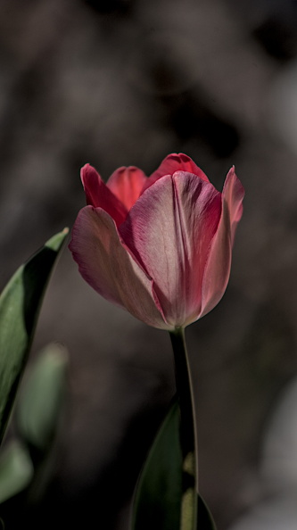 la tulipes 2024.07_dt.jpg