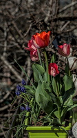 la tulipes 2024.08 dt