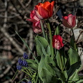 la tulipes 2024.08_dt.jpg