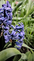 hyacinthus 2024.01 dt