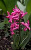 hyacinthus 2024.03 dt