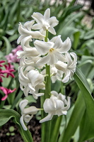 hyacinthus 2024.04 dt