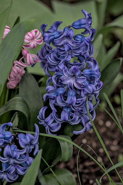 hyacinthus 2024.05_dt.jpg