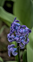 hyacinthus 2024.07 dt