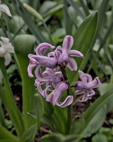 hyacinthus 2024.08 dt
