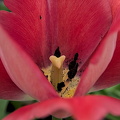 la tulipes 2024.11 dt (2)