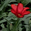 la tulipes 2024.13 dt