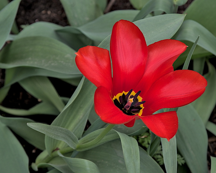 la tulipes 2024.14_dt.jpg