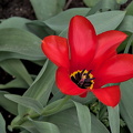 la tulipes 2024.14 dt