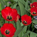 la tulipes 2024.16 dt