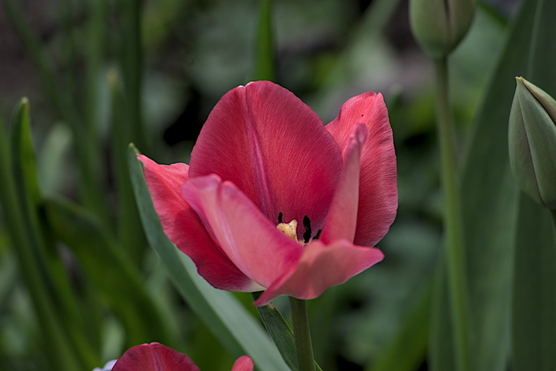 la tulipes 2024.17_dt.jpg