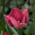 la tulipes 2024.17 dt