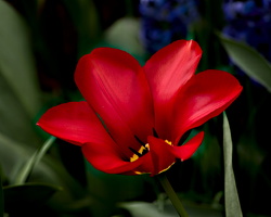 la tulipes 2024.19 dt