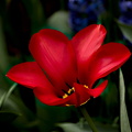 la tulipes 2024.19_dt.jpg