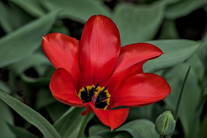 la tulipes 2024.21_dt.jpg