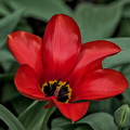 la tulipes 2024.21 dt