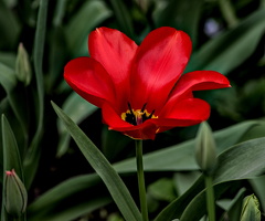 la tulipes 2024.22 dt