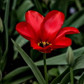 la tulipes 2024.22_dt.jpg