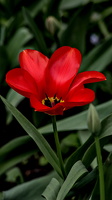 la tulipes 2024.23 dt