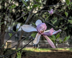 magnolia 2024.01 dt