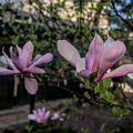 magnolia 2024.02 dt