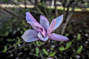 magnolia 2024.04 dt
