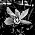 magnolia 2024.04 dt bw