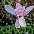 magnolia 2024.05_dt.jpg