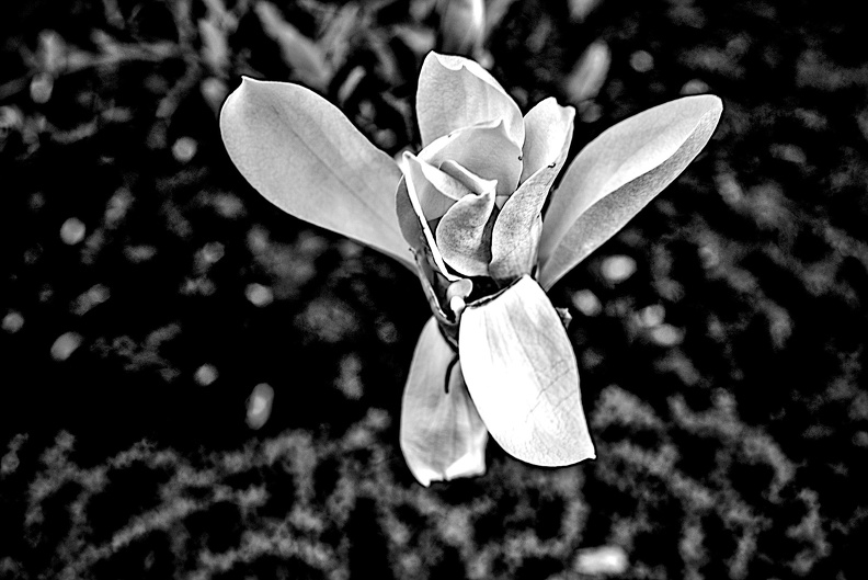 magnolia 2024.05_dt_bw.jpg