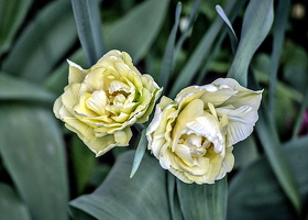la tulipes 2024.28 dt