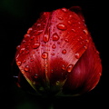 la.tulipes.2009.20 dt (1)