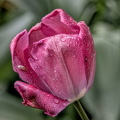 la tulipes 2024.34_dt.jpg