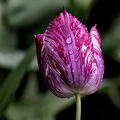 la tulipes 2024.36 dt