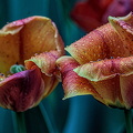 la tulipes 2024.40_dt.jpg