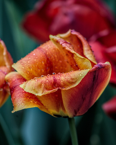 la tulipes 2024.41_dt.jpg
