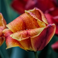 la tulipes 2024.41 dt