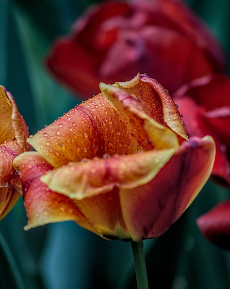 la tulipes 2024.42_dt.jpg