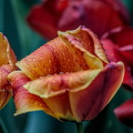 la tulipes 2024.42 dt