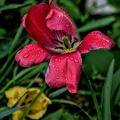la tulipes 2024.47_dt.jpg