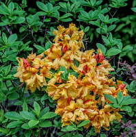 rhododendron 2024.02 dt