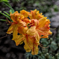 rhododendron 2024.04 dt