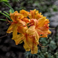 rhododendron 2024.04_dt.jpg