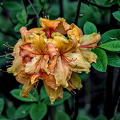 rhododendron 2024.06 dt