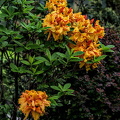 rhododendron 2024.07 dt