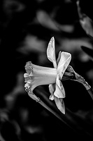 narcissus 2024.03 dt bw